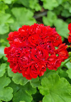 Pelargonia  „Rosebud Scarlet Rambler"