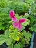 Pelargonia zapachowa „Golden Clorinda"