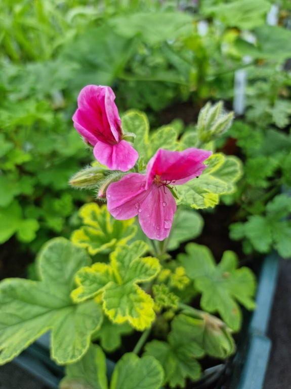 Pelargonia zapachowa „Golden Clorinda"