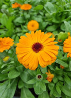 Nagietek lekarski karłowy „Orange Gem"