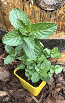 Mięta pieprzowa „Agnes”