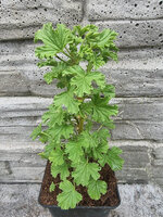 Pelargonia zapachowa cytrynowa „Citronella”