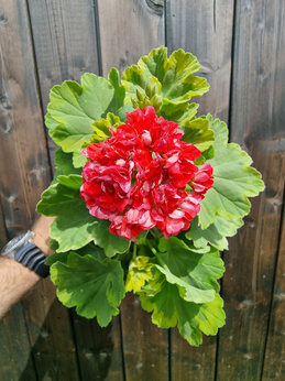 Pelargonia „Rosebud Andreas"