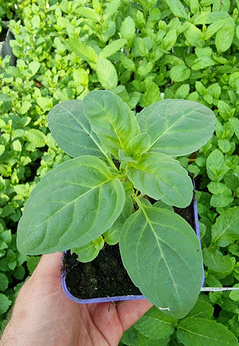 Mięta rabarbarowa Dewódzki