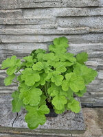 Pelargonia zapachowa różana „Bourbon Rose”