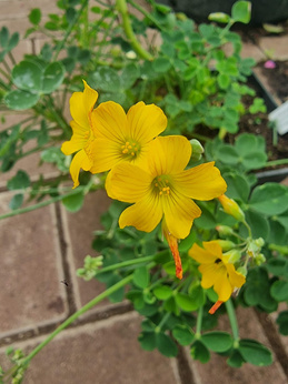 Szczawik bermudzki „Buttercup”