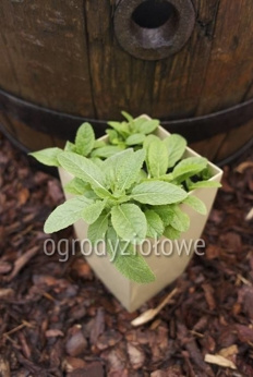 Szałwia afrykańska