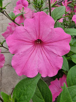 Petunia Supertunia „Vista Bubblegum"