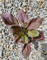 Babka zwyczajna czerwona „Rubrifolia"