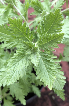 Perowskia łobodolistna „Lacey Blue”