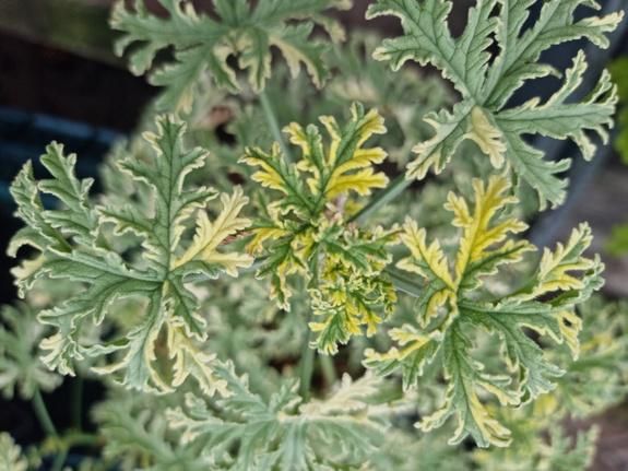 Pelargonia zapachowa „Lady Plymouth"