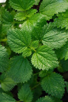 Pokrzywa śródziemnomorska