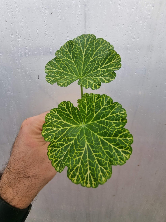 Pelargonia „Rosebud Bornholm"