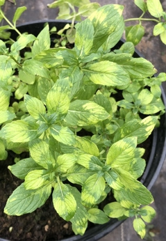 Mięta długolistna dwubarwna