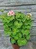 Pelargonia „Rosebud Happy Appleblossom"