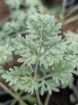 Bylica „Powis Castle"