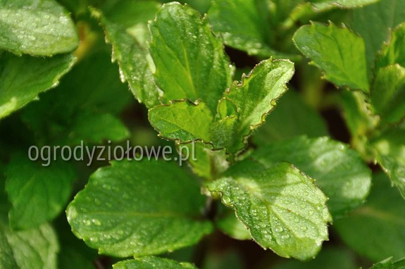 Mięta szwajcarska