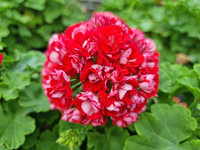 Pelargonia  „Rosebud Red Rambler"