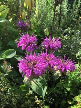 Bergamotka purpurowa