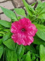 Petunia Supertunia „Vista Fuchsia"