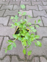 Seler toskański Sedanina