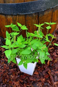 Kłosowiec koreański miętowy