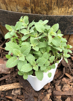 Kocimiętka karłowa „Purrsian Blue”