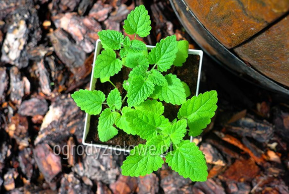 Kocimiętka cytrynowa