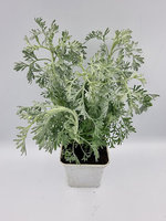 Bylica „Parfum d' Ethiopia”