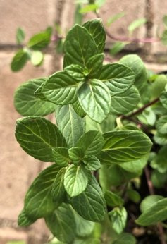 Mięta zielona „Spallinger”