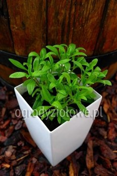 Aksamitka meksykańska