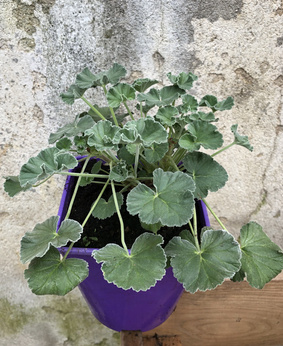 Pelargonia afrykańska