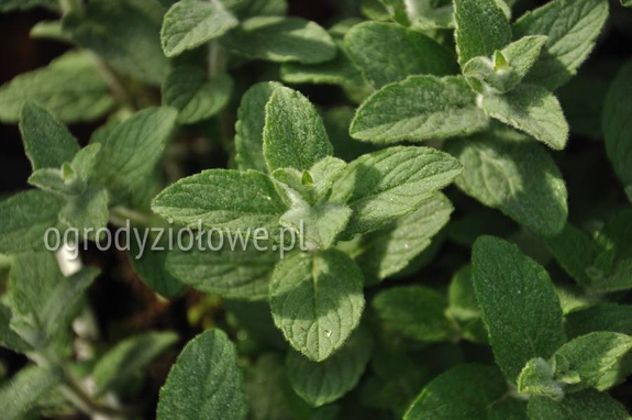 Mięta srebrna