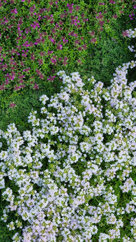 Macierzanka wczesna „Wirral White”