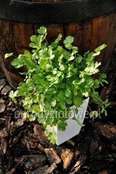 Kolendra cytrynowa „Dwarf Lemon"