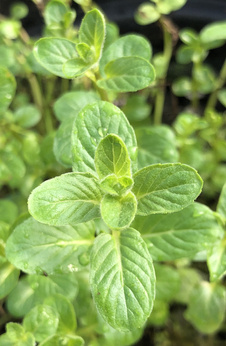 Mięta tadżycka „Tajik silver”