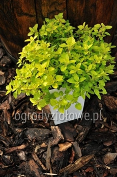 Oregano złote