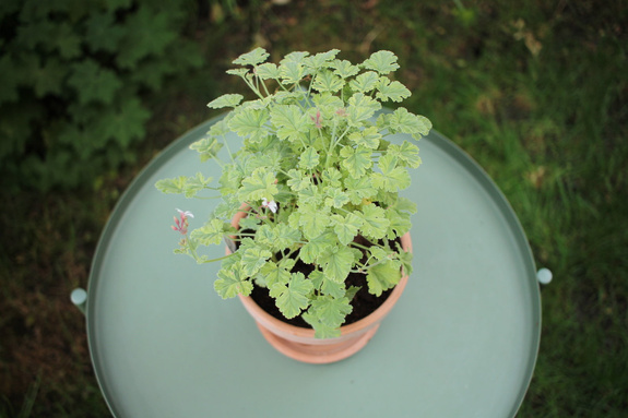 Pelargonia zapachowa „Creamy Nutmeg"