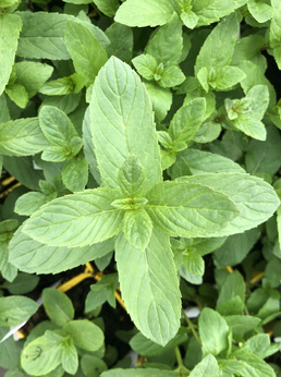 Mięta zielona wąskolistna „Carol”