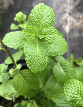 Mięta „Brevifolia”