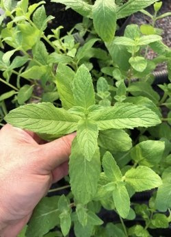 Mięta azerska „Lahij”