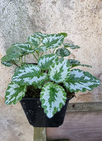 Gajowiec żółty „Variegatum”