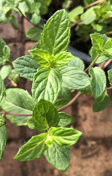 Mięta „Lacerata”