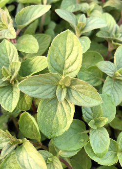 Mięta włoska  „Nepitella''