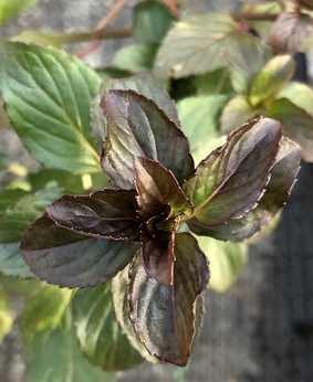 Mięta francuska „Chartreuse”