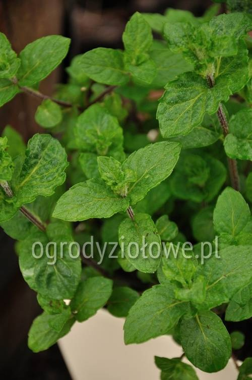 Mięta kędzierzawa
