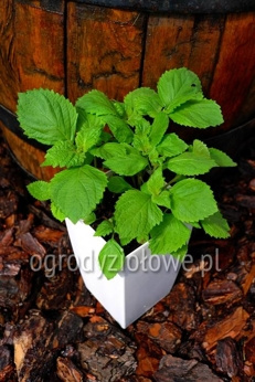 Shiso zielone