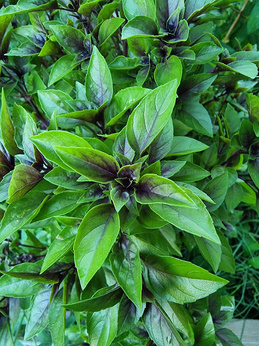 Bazylia wieloletnia „Copa Red-Green Shades”