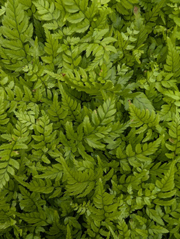 Paprotnik chiński „Roca”