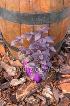 Bazylia czerwona „Copa Petit Red”